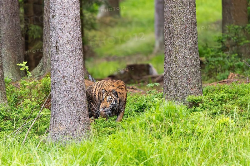 One young female Siberian Tiger, Panthera tigris altaica, standing in a forest of pine trees with lush green undergrowth