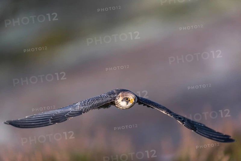 One female red-footed falcon (Falco vespertinus) flying at the edge of a forest. Green vegetation in the background