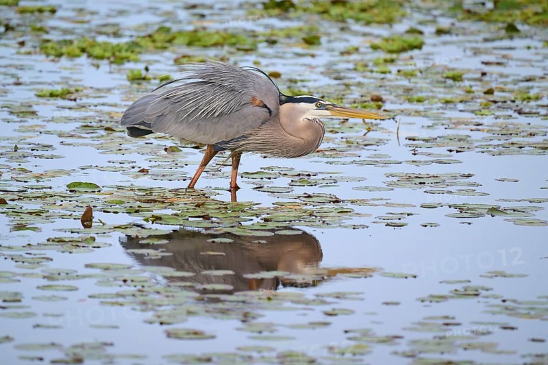 Canada Heron (Ardea herodias), in a marsh with lily pads, Wakodahatchee Wetlands, Delray Beach, Florida, USA, North America