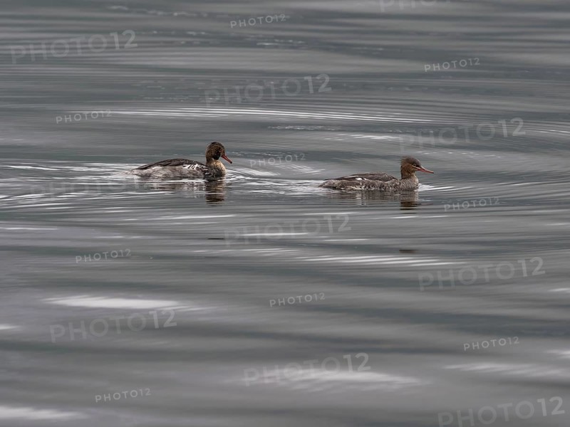 Red-breasted Merganser (Mergus serrator), breeding pair, swimming on the Atlantic, Norway, Europe