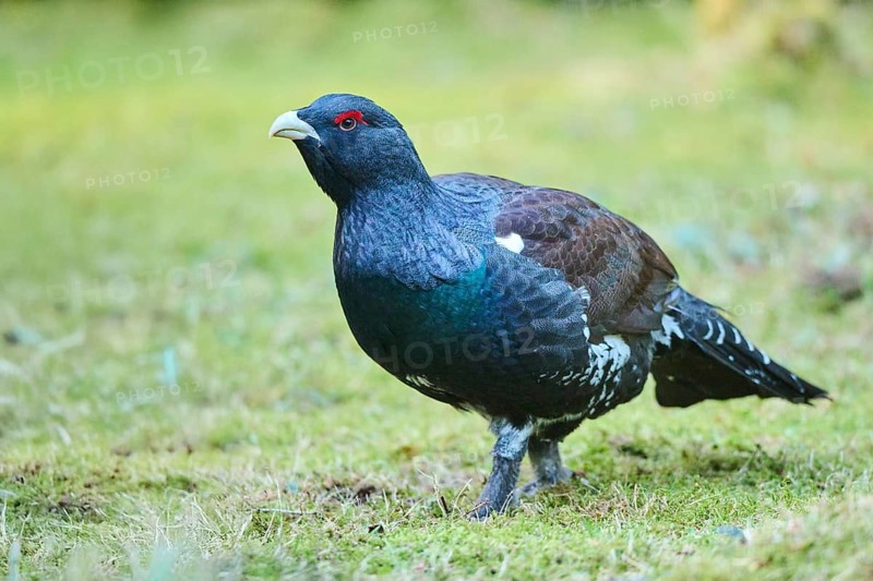 Western capercaillie (Tetrao urogallus) male (cock) standing on the ground at the edge of a foest, Bavaria, Germany, Europe