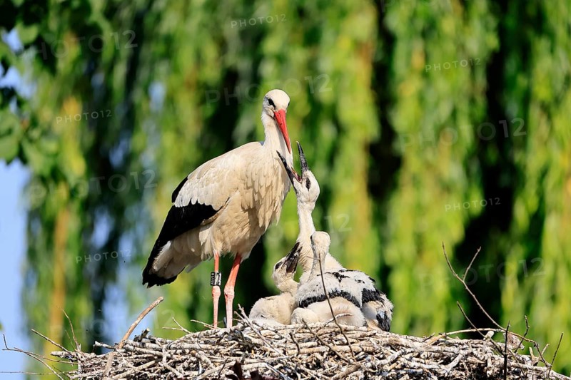 White stork (Ciconia ciconia), adult, young, chick, nest, begging, family, Heidelberg, Germany, Europe