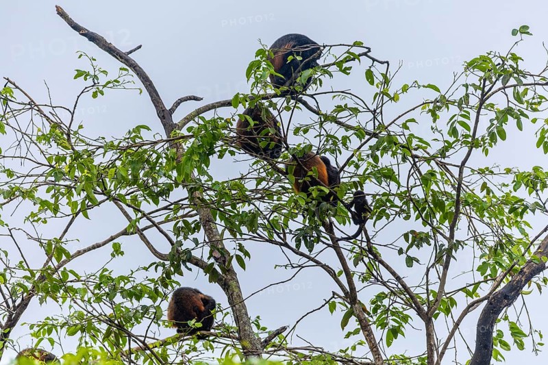 Howler monkeys (Alouatta), primates (Anthropoidea), Sierpe, Puentarenas, Costa Rica, Central America