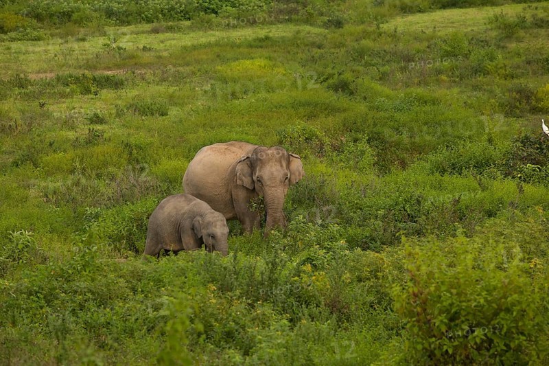 Indian elephants (Elephas maximus indicus), Khiri Khan, Hua Hin, Kui Buri National Park, Thailand, Asia