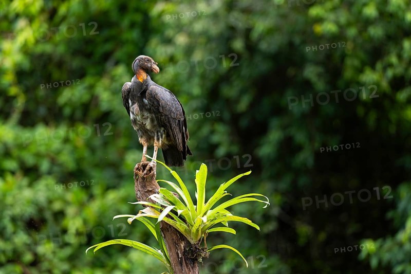 King vulture (Sarcoramphus papa), cock, vulture birds (Aegypiinae), Laguna del Lagarto Lodge, Alajuela, Costa Rica, Central America