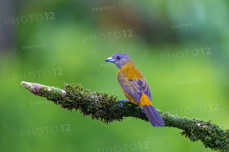 Flame tanager (Pamphecelus passerinii), tanager (Thraupidae), Costa Rica, Central America