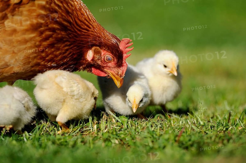 Hen supervising her chicks foraging in the grass, domestic fowl (Gallus gallus domesticus), Franconia