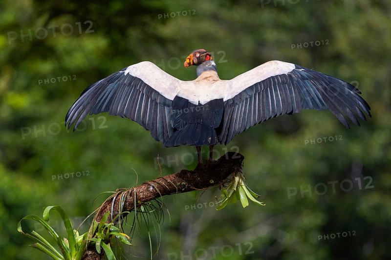 King vulture (Sarcoramphus papa), cock, vulture birds (Aegypiinae), Laguna del Lagarto Lodge, Alajuela, Costa Rica, Central America