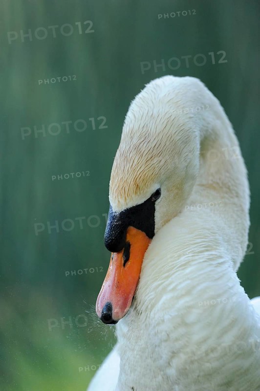 A swan with lowered head in a peaceful setting against a background, Mute Swan (Cygnus olor), Franconia