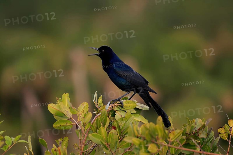 Boat-tailed grackle (Quiscalus major), adult, male, calling, singing, Waiting, Merritt Island, Black Point Wildlife Drive, Florida, USA, North America
