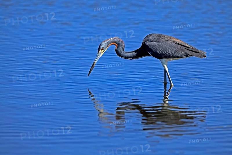 Tricoloured Heron (Egretta tricolor), adult, in the water, foraging, Merritt Island, Black Point Wildlife Drive, Florida, USA, North America