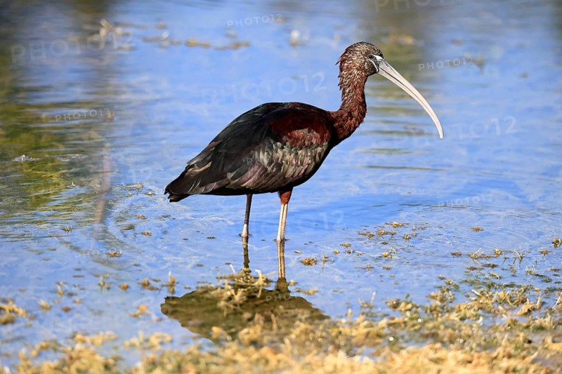 Glossy ibis (Plegadis falcinellus), adult, in the water, foraging, Merritt Island, Black Point Wildlife Drive, Florida, USA, North America