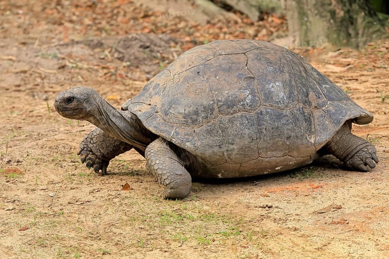 Galapagos giant tortoise (Chelonoidis niger), adult, foraging, captive, Galapagos Islands, Ecuador, South America