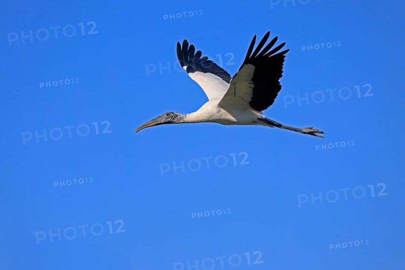 Wood stork (Mycteria americana), adult, flying, St. Augustine, Florida, USA, North America