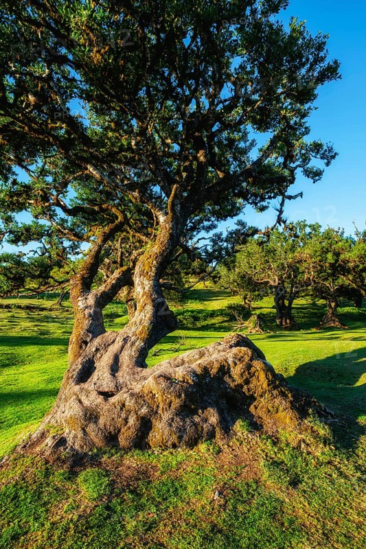 Centuries-old til trees in fantastic magical idyllic Fanal Laurisilva forest on sunset. Madeira island, Portugal, Europe