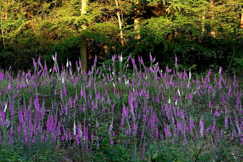 Common foxglove and white foxglove (Digitalis purpurea) in a clearing in the forest, Lower Rhine, North Rhine-Westphalia, Germany, Europe