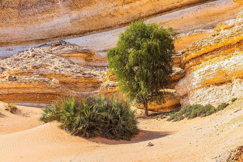 Eroded rocky landscape at a fossilised reef edge, green vegetation in front, Huqf stone desert, Arabian Peninsula, Sultanate of Oman