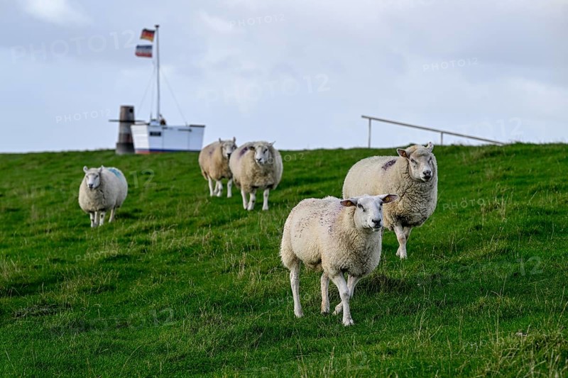 Sheep on a dyke, Pellworm Island, Schleswig-Holstein Wadden Sea National Park, North Frisia, Germany, Europe