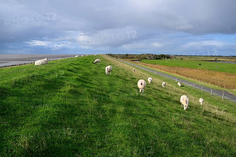 Sheep on a dyke, Pellworm Island, Schleswig-Holstein Wadden Sea National Park, North Frisia, Germany, Europe