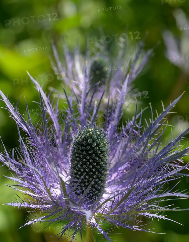 Umbelliferae (Eryngium zabeli), Botanical Garden Jardin du Lautaret, Villar-d'Arêne, Département Hautes-Alpes, France, Europe
