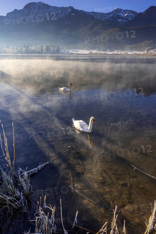 Swans, Mute Swan (Cygnus olor), lake, morning light, fog, snow, winter, mountains, Lake Kochel, Schlehdorf, behind Herzogstand, Heimgarten, Alpine foothills, Bavaria, Germany, Europe
