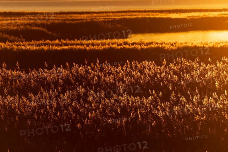 A golden field in the evening sun emphasises the natural tranquillity of the landscape, sunrise near Zingst, Vorpommersche Boddenlandschaft National Park, Mecklenburg-Vorpommern, Germany, Europe