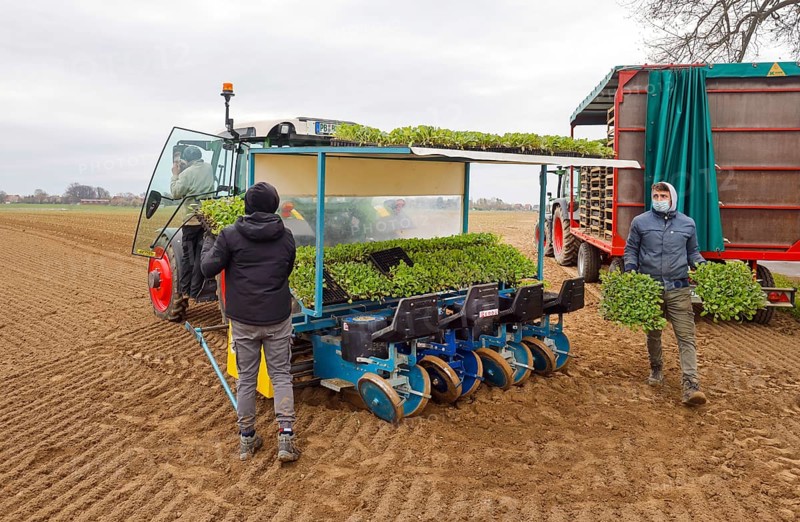 Welver, Soest district, Sauerland, North Rhine-Westphalia, Germany - Vegetable cultivation, field workers on a planting machine planting white cabbage plants in the freshly ploughed field
