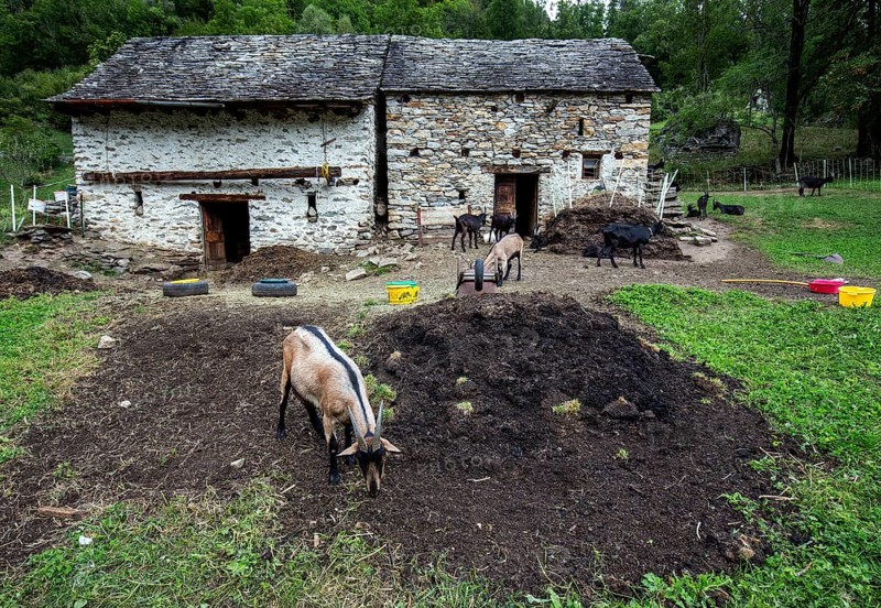 Goats (Capra) and goat pen, village of Sonogno, Verzasca Valley, Valle Verzasca, Canton Ticino, Switzerland, Europe