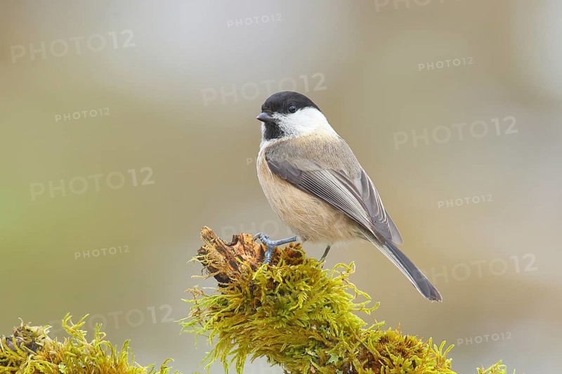 Willow Tit (Parus montanus), sitting on a branch overgrown with moss, Wildlife, Winter, Animals, Birds, Siegerland, North Rhine-Westphalia, Germany, Europe