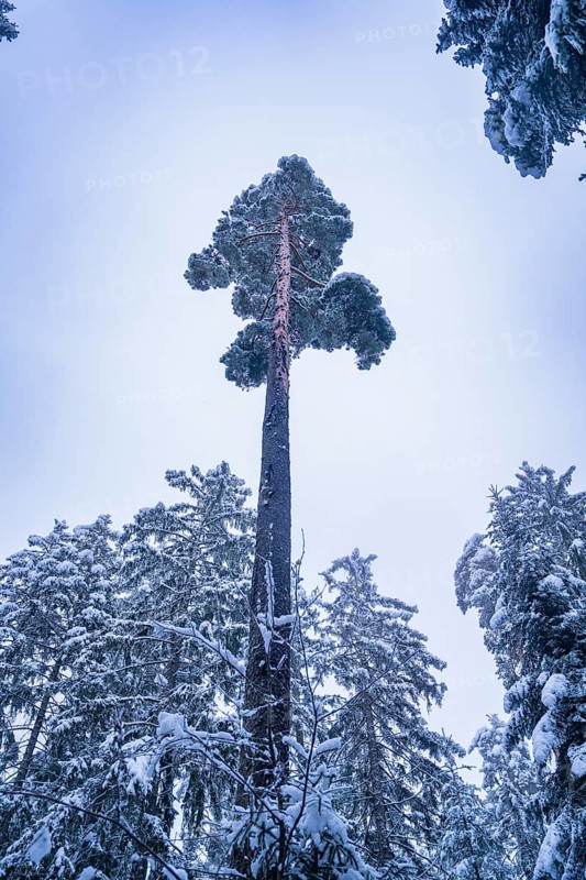 Tall pine tree in snowy forest with grey sky, Enzklösterle, district of Calw, Black Forest, Germany, Europe