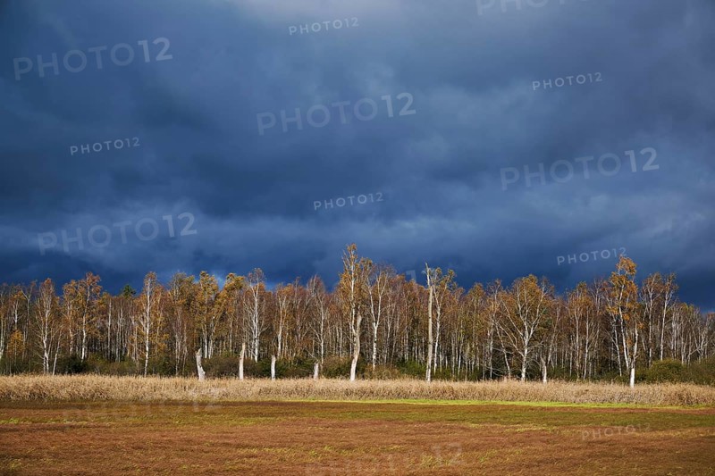 Bog birch (Betula pubescens), in front of a dark sky, Federsee lake nature reserve, UNESCO World Heritage Site, Bad Buchau, Upper Swabia, Baden-Württemberg, Germany, Europe