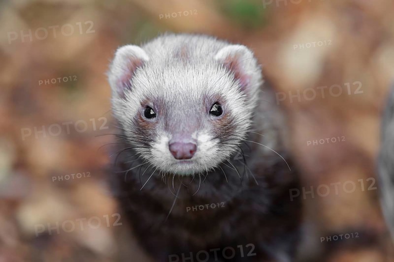 Portrait of a young ferret (Mustela putorius furo)