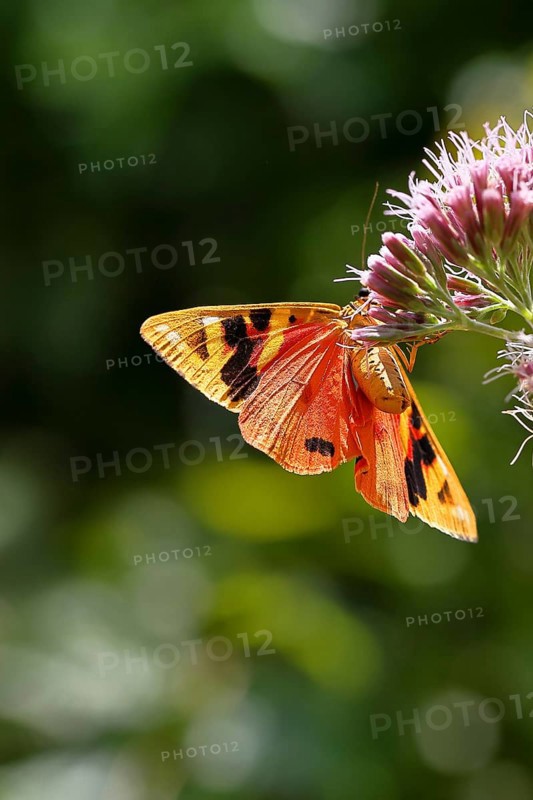 Jersey tiger or Spanish flag (Euplagia quadripunctaria), sucking nectar on Hemp agrimony (Eupatorium cannabinum, in a vineyard, underside of wings, close-up with bokeh in background, Moselle valley, Cochem, Rhineland-Palatinate, Germany, Europe
