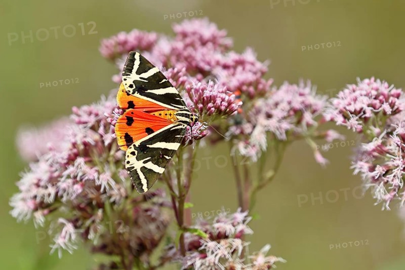 Jersey tiger or Spanish flag (Euplagia quadripunctaria), sucking nectar on Hemp agrimony (Eupatorium cannabinum, in a vineyard, butterfly, close-up, Moselle valley, Cochem, Rhineland-Palatinate, Germany, Europe
