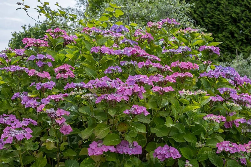 Sawn hydrangea (Hydrangea serrata), plate hydrangea, North Rhine-Westphalia, Germany, Europe