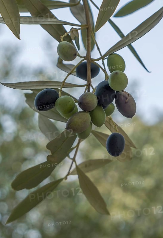 Close-up of an olive branch with ripe olives in different colours against a blurred green background, Apulia, Italy, Europe