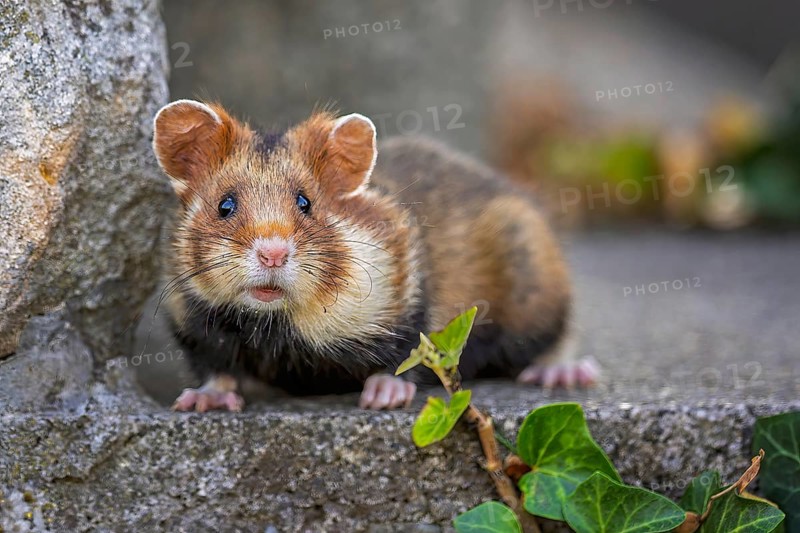 Field hamster (Cricetus cricetus) European hamster, rodent, crepuscular and nocturnal territorial loner, foraging, Austria, Europe