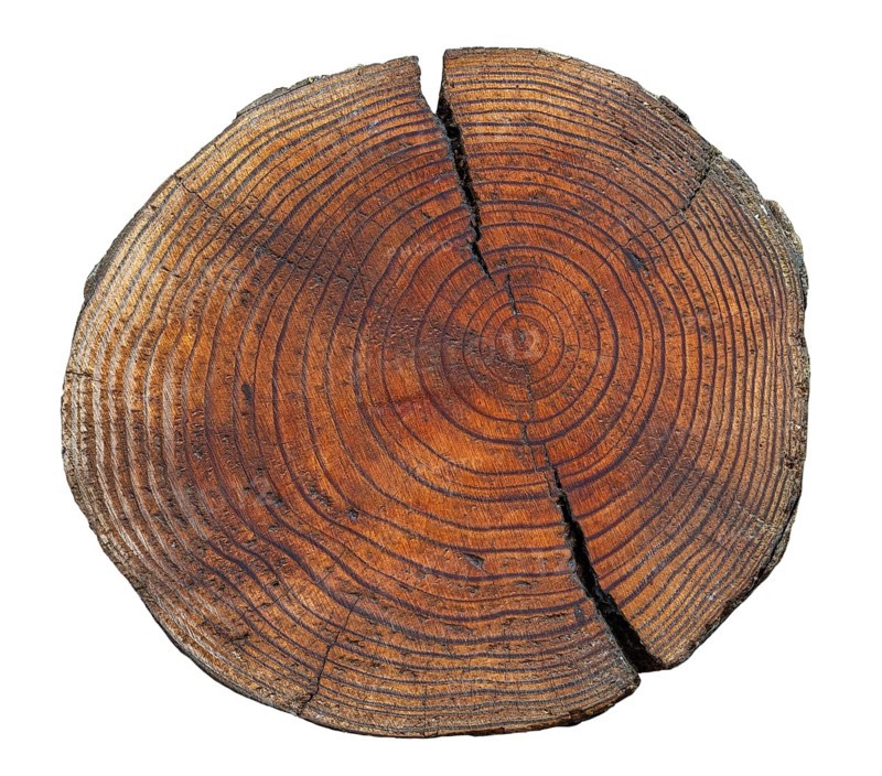 Cross section of Douglas fir, Columbian pine (Pseudotsuga menziesii) showing pattern of annual rings, tree rings, growth rings