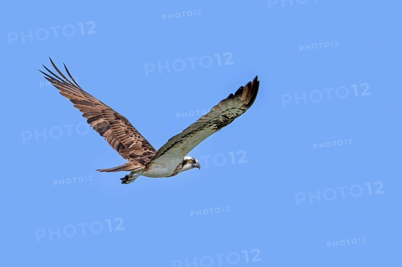 Western osprey (Pandion haliaetus) in flight soaring against blue sky