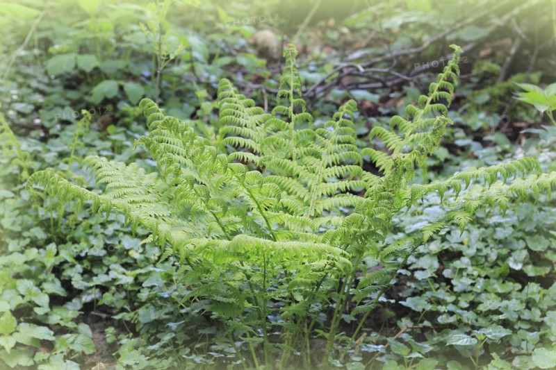 Lady fern (Athyrium filix-femina), North Rhine-Westphalia, Germany, Europe