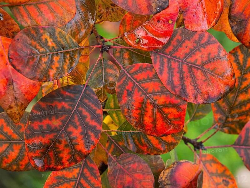Eurasian Smoke Tree (Cotinus coggygria), or Wig Bush, in garden, leaves in autumn color, Hesse, Germany, Europe