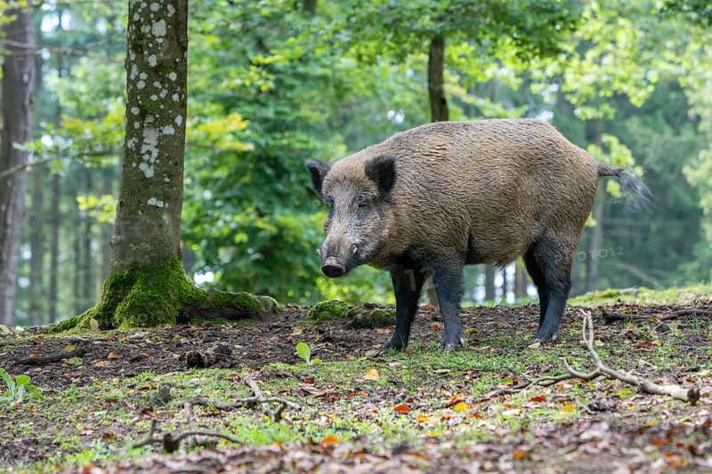 Wild boar (Sus scrofa), boar, Vulkaneifel, Rhineland-Palatinate, Germany, Europe