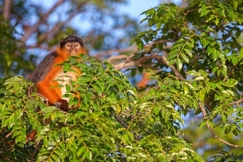 Western red colobus (Piliocolobus badius), primates, Janjabureh boat trip, Janjabureh, South Bank, Gambia, Africa