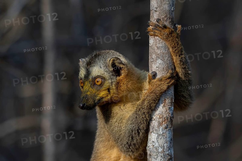 Red-fronted lemur (Eulemur rufifrons) in the dry forests of Kirindy, Antimena Menabe region, western Madagascar