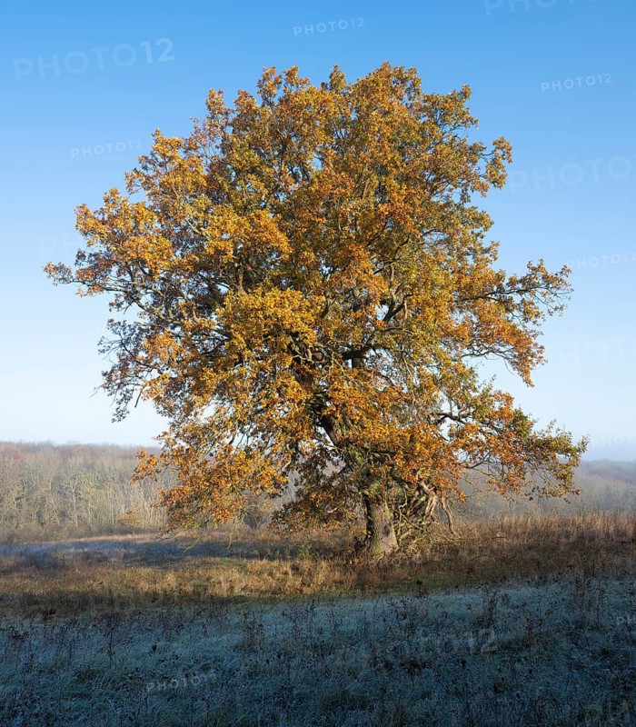 English oak (Quercus robur), solitary tree in a meadow, in autumn with yellow discoloured leaves, grass with hoarfrost, blue sky, Thuringia, Germany, Europe