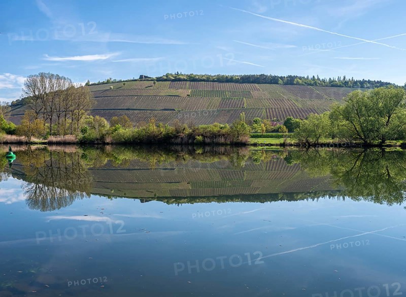 Vineyards are reflected in the water of the Main river, east of Würzburg near Randersacker, Germany, Europe