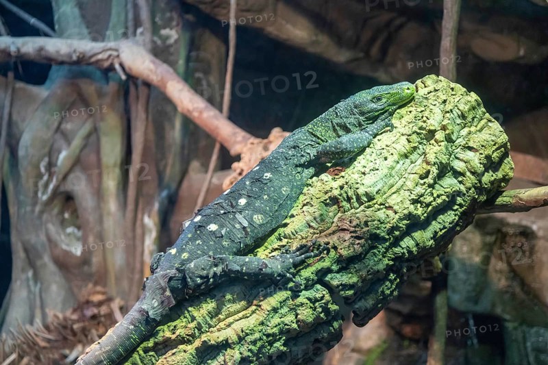 Denver, Colorado, A crocodile monitor (Varanus salvadorii) at the Denver Zoo. Native to New Guinea, the crocodile monitor can grow to 12 feet long, including its very long tail