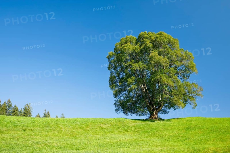 Large lime tree in Oberägeri, Canton Zug, Switzerland, Europe