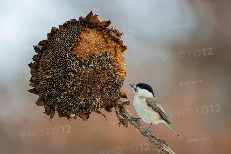 Marsh tit, marsh tit (Poecile palustris) feeding on sunflower, sunflower seeds, sunrise, frost, winter feeding, hoarfrost, Middle Elbe Biosphere Reserve, Saxony-Anhalt, Germany, Europe