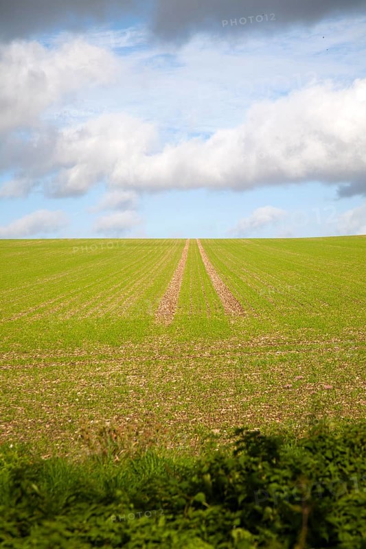 Lines going uphill towards the sky in a field of winter cereal crop Marlborough Downs, Wiltshire, England, UK